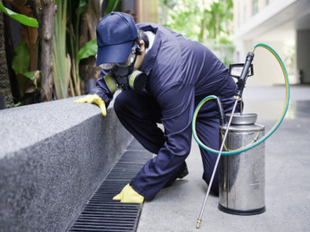Pest Control in KZN